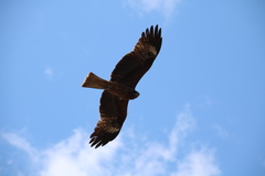 Milvus migrans lineatus