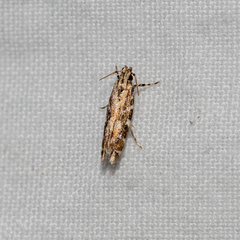 Otonoma anemois
