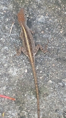 Anolis sagrei