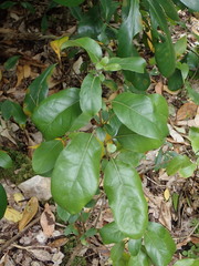 Coprosma chathamica