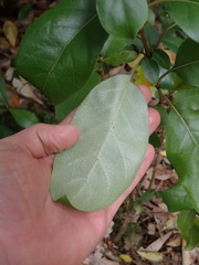 Coprosma chathamica