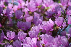 Rhododendron