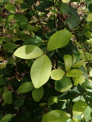 Myrsine chathamica