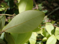 Myrsine chathamica