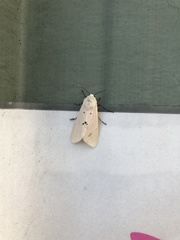 Spilarctia subcarnea