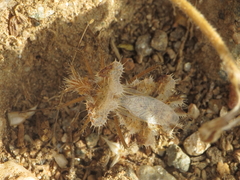 Phyllomorpha laciniata