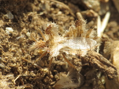 Phyllomorpha laciniata