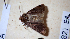 Chersotis andereggii