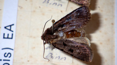 Chersotis andereggii