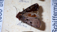 Chersotis andereggii
