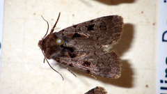Chersotis andereggii