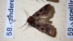 Chersotis andereggii