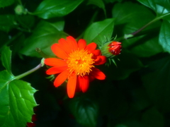 Pseudogynoxys chenopodioides