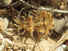 Phyllomorpha laciniata