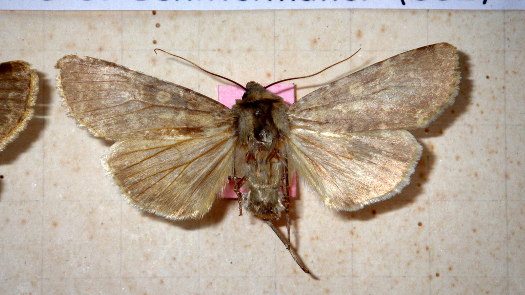 Southern Rustic