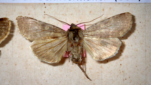 Southern Rustic