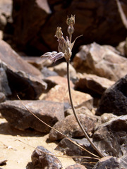 Allium desertorum