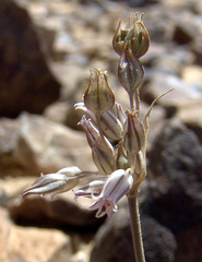 Allium desertorum