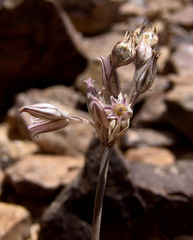 Allium desertorum