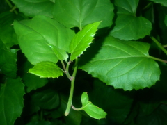 Pseudogynoxys chenopodioides