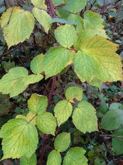 Rubus phoenicolasius