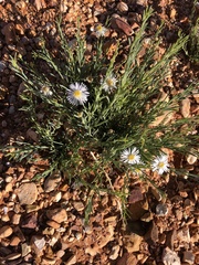 Minuria cunninghamii