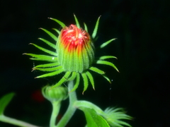 Pseudogynoxys chenopodioides