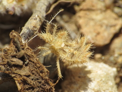 Phyllomorpha laciniata