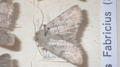 Epipsilia latens