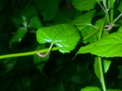 Pseudogynoxys chenopodioides