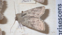 Epipsilia latens