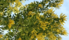 Acacia dealbata
