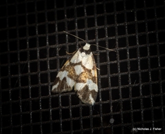 Thallarcha staurocola