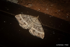Chrysolarentia subrectaria