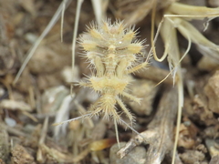 Phyllomorpha laciniata