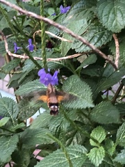 Macroglossum mitchellii