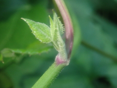 Pseudogynoxys chenopodioides