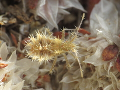 Phyllomorpha laciniata