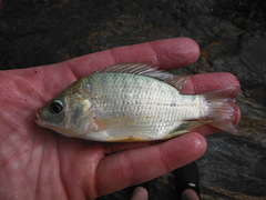Oreochromis urolepis