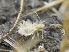 Phyllomorpha laciniata