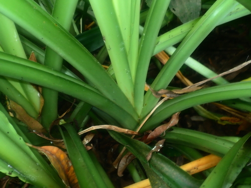 Crinum jagus image