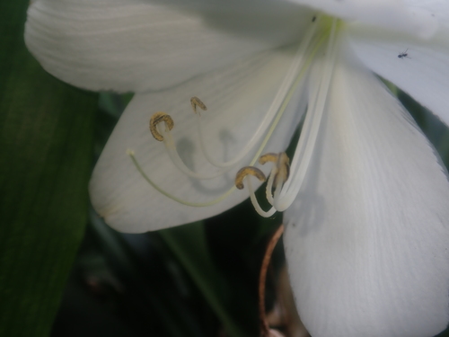 Crinum jagus image