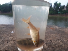 Systomus orphoides