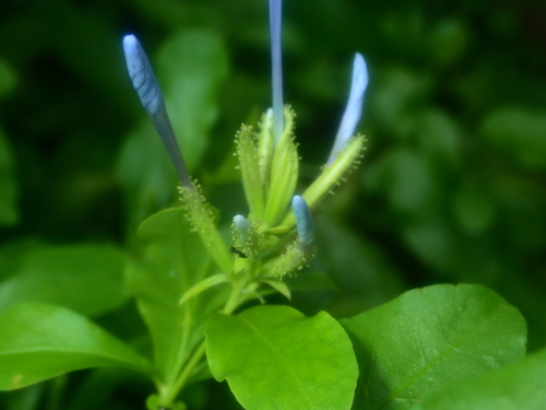 Plumbago auriculata image