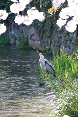 Ardea cinerea