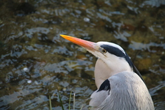Ardea cinerea