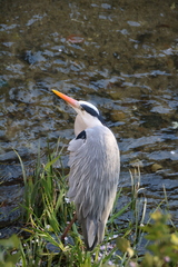 Ardea cinerea