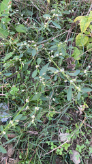 Alternanthera bettzickiana