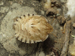 Eurygaster hottentotta