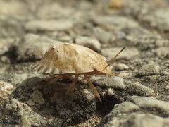 Eurygaster hottentotta
